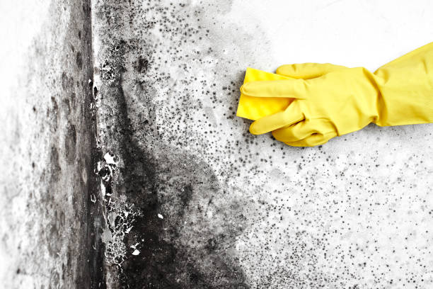 Best Commercial Mold Removal  in Spooner, WI