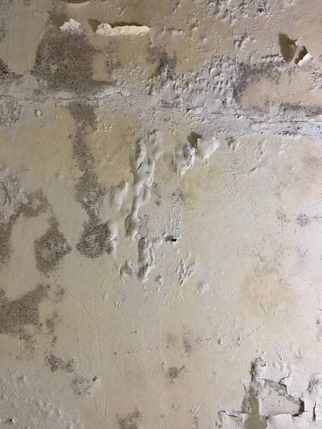 Best Mold Testing  in Spooner, WI