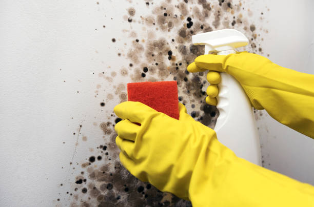 Best Mold Removal Company Near Me  in Spooner, WI
