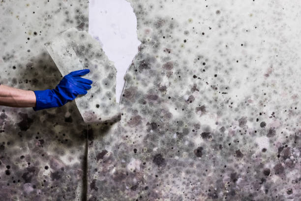 Best Mold Damage Repair  in Spooner, WI